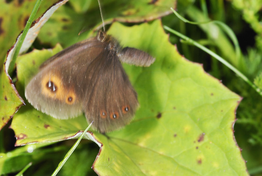 Erebia neoridas